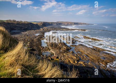 Direction nord vers Cullernose point depuis le Northumberland Coast Path, Northumberland, Angleterre Banque D'Images