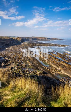 Direction nord vers Cullernose point depuis le Northumberland Coast Path, Northumberland, Angleterre Banque D'Images