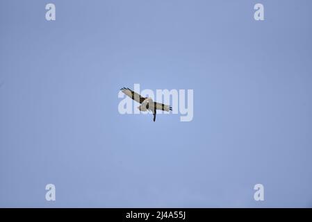 Buzzard commun (Buteo buteo) volant vers caméra, pris par un Black Crow d'en haut, contre un Blue Sky, pris à mi-pays de Galles, Royaume-Uni en avril Banque D'Images