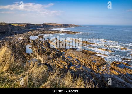 Direction nord vers Cullernose point depuis le Northumberland Coast Path, Northumberland, Angleterre Banque D'Images