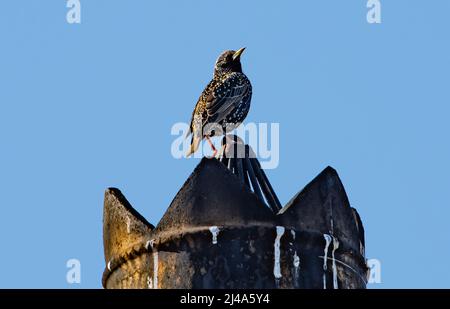 Une étoile sur un pot de cheminée sur un toit de maison, Chipping, Preston, Lancashire, Royaume-Uni Banque D'Images