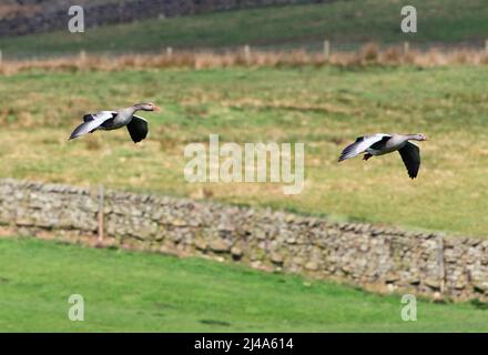 Bernaches à graylag volant, Chipping, Preston, Lancashire, Royaume-Uni Banque D'Images