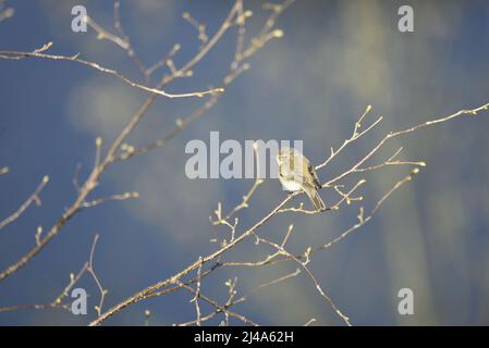 Image de profil gauche d'un moufflpaille commune (Phylloscopus collybita) perchée parmi les branches d'arbres en herbe ensoleillées contre un fond ciel bleu au Royaume-Uni Banque D'Images