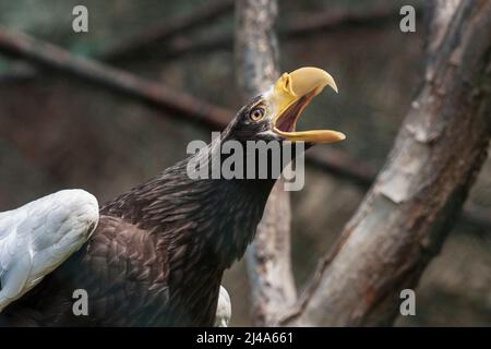 Aigle dans une cage avec bec ouvert et cou étiré. Banque D'Images