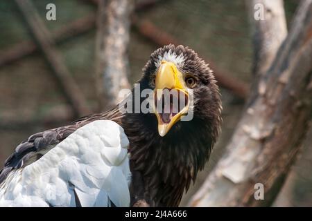 Aigle avec bec ouvert Banque D'Images