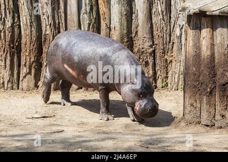 Choeropsis liberiensis - hippopotame libérien dans un corral en bois par temps ensoleillé. Banque D'Images