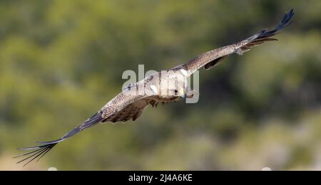 Aigle à bottes, Hieraaetus pennatus, volant Banque D'Images