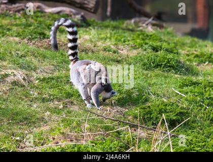 Un lémurien a son cub sur son dos et traverse un champ vert. Banque D'Images