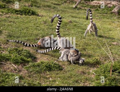 Un lémurien a son cub sur son dos et traverse un champ vert. Banque D'Images