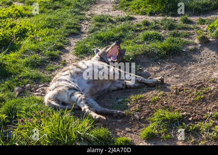 L'hyène tachetée se trouve sur l'herbe et les bassiers au soleil. Elle a une bouche ouverte et ses dents peuvent être vues. Banque D'Images