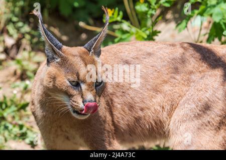 Portrait d'un Caracal - Caracal caracal - a une bouche ouverte et ses dents peuvent être vues. La photo a un joli bokeh. Banque D'Images