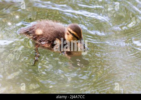 Portrait d'un petit canard qui naque sur l'eau. Banque D'Images