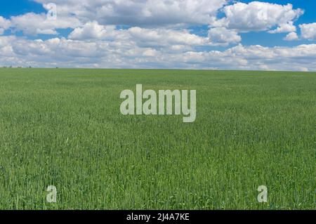 Paysage de juin avec champ agricole de blé non mûr près de la ville de Dnipro, Ukraine Banque D'Images