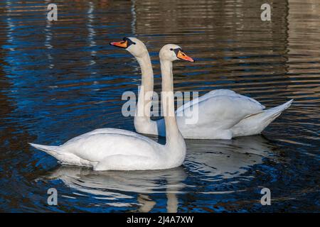 Deux cygnes blancs nagent côte à côte sur le lac. Banque D'Images