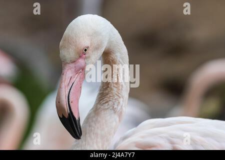 Portrait de la tête de Flamingo. Il y a un troupeau en arrière-plan. Banque D'Images