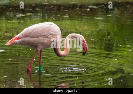 Un Flamingo rose adulte se trouve dans l'eau d'un étang. Il y a des gouttes d'eau sur son cou. Banque D'Images