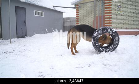 Le chien de berger joue avec un pneu dans la rue en hiver. Le chien joue en hiver dans la rue. Le chien noir se frot sur la neige blanche en hiver Banque D'Images