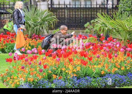 Londres, Royaume-Uni. 13 avril 2022. Les gens admirent et photographient les magnifiques expositions de fleurs avec des tulipes et d'autres fleurs printanières à Whitehall Gardens, Westminster aujourd'hui, par une journée chaude et partiellement ensoleillée à Londres. Crédit : Imageplotter/Alamy Live News Banque D'Images