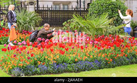 Londres, Royaume-Uni. 13 avril 2022. Les gens admirent et photographient les magnifiques expositions de fleurs avec des tulipes et d'autres fleurs printanières à Whitehall Gardens, Westminster aujourd'hui, par une journée chaude et partiellement ensoleillée à Londres. Crédit : Imageplotter/Alamy Live News Banque D'Images