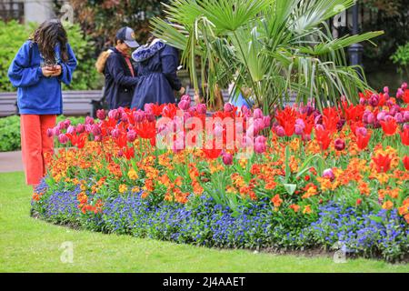 Londres, Royaume-Uni. 13 avril 2022. Les gens admirent et photographient les magnifiques expositions de fleurs avec des tulipes et d'autres fleurs printanières à Whitehall Gardens, Westminster aujourd'hui, par une journée chaude et partiellement ensoleillée à Londres. Crédit : Imageplotter/Alamy Live News Banque D'Images