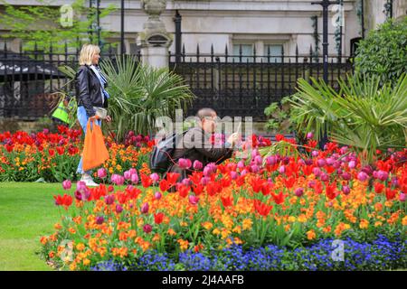 Londres, Royaume-Uni. 13 avril 2022. Les gens admirent et photographient les magnifiques expositions de fleurs avec des tulipes et d'autres fleurs printanières à Whitehall Gardens, Westminster aujourd'hui, par une journée chaude et partiellement ensoleillée à Londres. Crédit : Imageplotter/Alamy Live News Banque D'Images