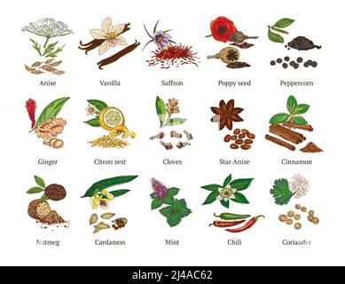 Esquisse colorée collection d'épices saines avec herbes botaniques naturelles culinaires illustration vectorielle isolée Illustration de Vecteur
