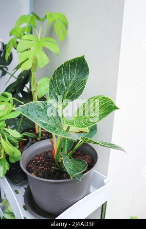Philodendron , plante de birkin de Philodendron dans le jardin Banque D'Images