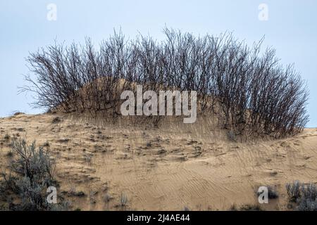 Dunes de sable et végétation dans le comté d'Adams, WA Banque D'Images