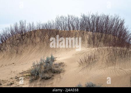 Dunes de sable et végétation dans le comté d'Adams, WA Banque D'Images