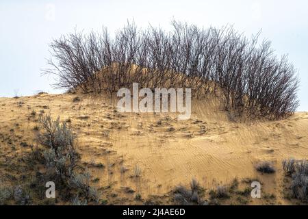 Dunes de sable et végétation dans le comté d'Adams, WA Banque D'Images