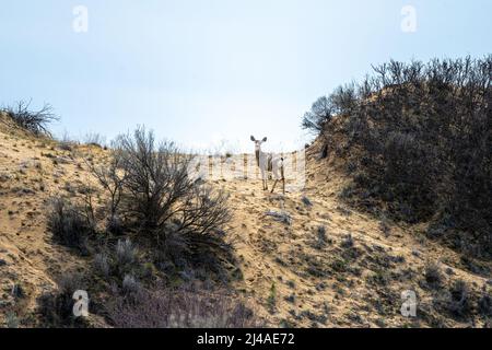 Dunes de sable, Mule Deer et végétation dans le comté d'Adams, WA Banque D'Images