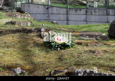 Berlin, Allemagne. 13th avril 2022. Berlin: Pour les plus vieux gorilles du monde, les gardiens d'animaux ont préparé un gâteau d'anniversaire coloré dans l'enceinte extérieure du jardin zoologique de Berlin. Le pique-nique est brodé avec des fruits, des légumes, des œufs et des gâteaux de riz. (Photo de Simone Kuhlmey/Pacific Press) crédit: Pacific Press Media production Corp./Alay Live News Banque D'Images