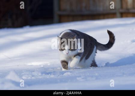 Stafan chat marchant dans la neige Banque D'Images