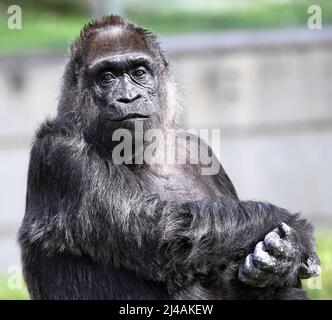 Berlin, Allemagne. 13th avril 2022. Le plus vieux gorille du monde mange un gâteau d'anniversaire coloré dans l'enceinte extérieure du jardin zoologique de Berlin, en Allemagne, le 13 avril 2022. Fatou le gorille est devenu 65 ans et a apprécié pique-nique brodés avec des fruits, des légumes, des œufs et des gâteaux de riz préparés par le personnel. (Photo de Simone Kuhlmey/Pacific Press/Sipa USA) crédit: SIPA USA/Alay Live News Banque D'Images