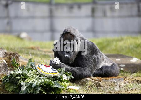 Berlin, Allemagne. 13th avril 2022. Le plus vieux gorille du monde mange un gâteau d'anniversaire coloré dans l'enceinte extérieure du jardin zoologique de Berlin, en Allemagne, le 13 avril 2022. Fatou le gorille est devenu 65 ans et a apprécié pique-nique brodés avec des fruits, des légumes, des œufs et des gâteaux de riz préparés par le personnel. (Photo de Simone Kuhlmey/Pacific Press/Sipa USA) crédit: SIPA USA/Alay Live News Banque D'Images