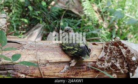 Un bébé orphelin et malade oiseau assis et sur une tige de banane tombée Banque D'Images