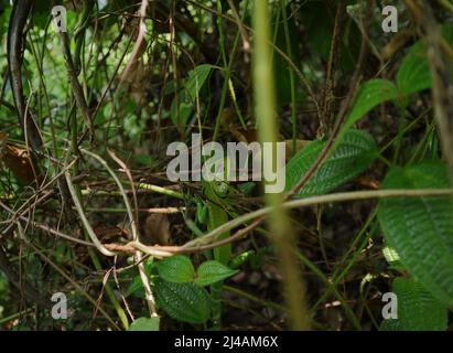 Vue en grand angle d'un lézard vert de forêt (calotes calotes) donnant vers le haut tout en étant assis au sommet d'une plante Miconia Crenata Banque D'Images