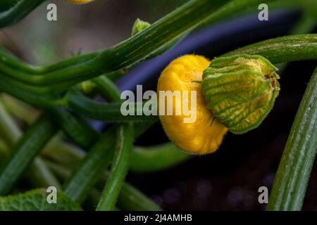 Une courge patypan mûre qui pousse dans un jardin de jardin Banque D'Images