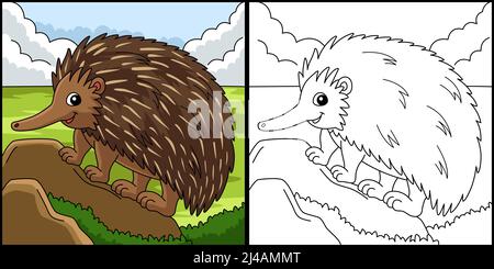 Echidna page de coloriage animal Illustration colorée Illustration de Vecteur