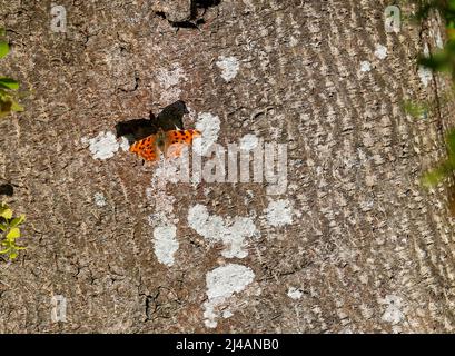 Le papillon virgule 'Polygonia c-album' avec des ailes ouvertes projette l'ombre sur l'écorce des arbres. Orange rouge coloré avec bords festonnés. Printemps à Dublin, Irlande Banque D'Images