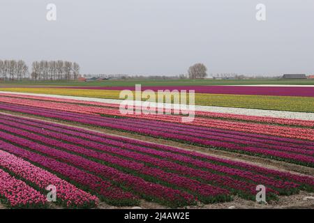 un beau champ de bulbes avec de longues rangées de tulipes de différentes couleurs dans la campagne hollandaise au printemps Banque D'Images