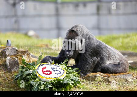 Berlin, Mitte, Allemagne. 13th avril 2022. Berlin: Pour les plus vieux gorilles du monde, les gardiens d'animaux ont préparé un gâteau d'anniversaire coloré dans l'enceinte extérieure du jardin zoologique de Berlin. Le pique-nique est brodé avec des fruits, des légumes, des œufs et des gâteaux de riz. La photo montre la femme gorille dans l'enceinte extérieure. (Credit image: © Simone Kuhlmey/Pacific Press via ZUMA Press Wire) Credit: ZUMA Press, Inc./Alamy Live News Banque D'Images