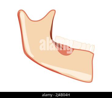 Mandibule du squelette vue latérale de la tête humaine avec dents. Modèle à mâchoire inférieure du crâne avec rangée de dents. Bosse réaliste plat naturel couleur concept illustration vectorielle de l'anatomie isolée sur fond blanc Illustration de Vecteur