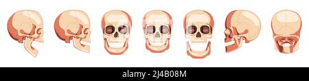 Ensemble de Skulls Skeleton têtes humaines vues avant, arrière, latérales. Modèle de mâchoires humaines à bouche ouverte et fermée. Concept réaliste couleur naturelle plate 3D. Illustration vectorielle de l'anatomie isolée sur blanc Illustration de Vecteur