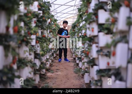 Riyad, Arabie Saoudite. 13th avril 2022. Un garçon cueille des fraises pendant le ramadan dans les jardins Hanging Strawberry, au nord-ouest de Riyad, en Arabie Saoudite, le 13 avril 2022. Crédit: Wang Haizhou/Xinhua/Alay Live News Banque D'Images