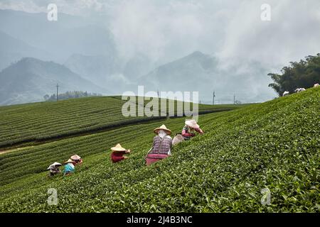 Rassemblement manuel de feuilles de thé dans la montagne d'Alishan, Taïwan. Voici les conditions les plus optimales pour la culture du thé Banque D'Images
