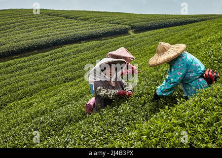 Les femmes taïwanaises en grands chapeaux rassemblant des feuilles de thé d'occasion. C'est une vieille méthode écologique traditionnelle Banque D'Images