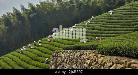 Rassemblement manuel de feuilles de thé dans la montagne d'Alishan, Taïwan. Voici les conditions les plus optimales pour la culture du thé Banque D'Images