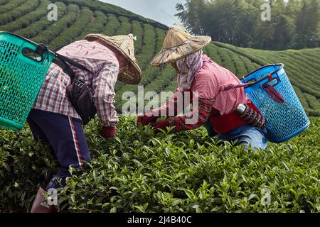 Les femmes taïwanaises en grands chapeaux rassemblant des feuilles de thé d'occasion. C'est une vieille méthode écologique traditionnelle Banque D'Images