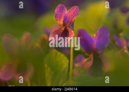 violet sauvage dans une lumière agréable, beauté de la forêt sauvage Banque D'Images